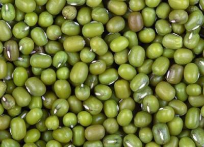 درباره مضرات ماش چه می دانید درباره مضرات ماش چه می دانید